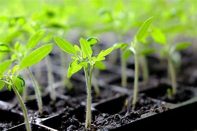 Plant Starts